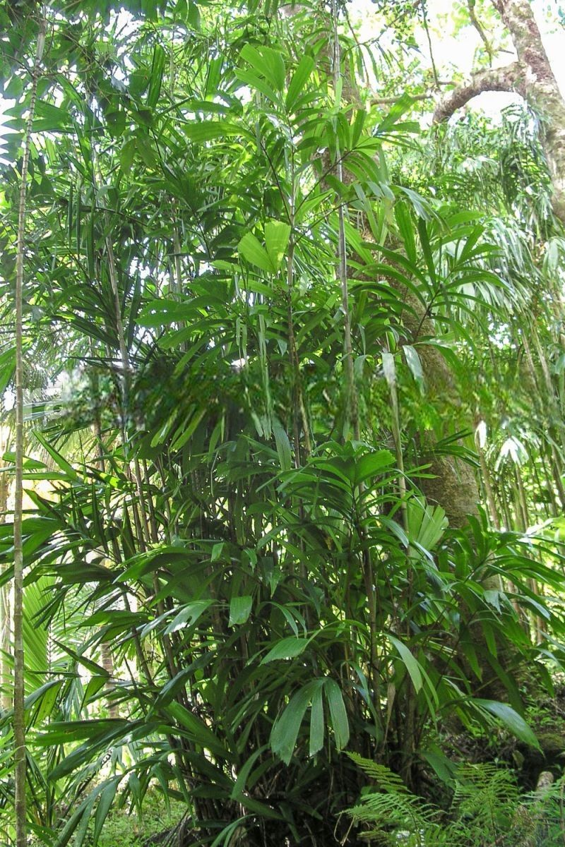 Hydriastele kasesa