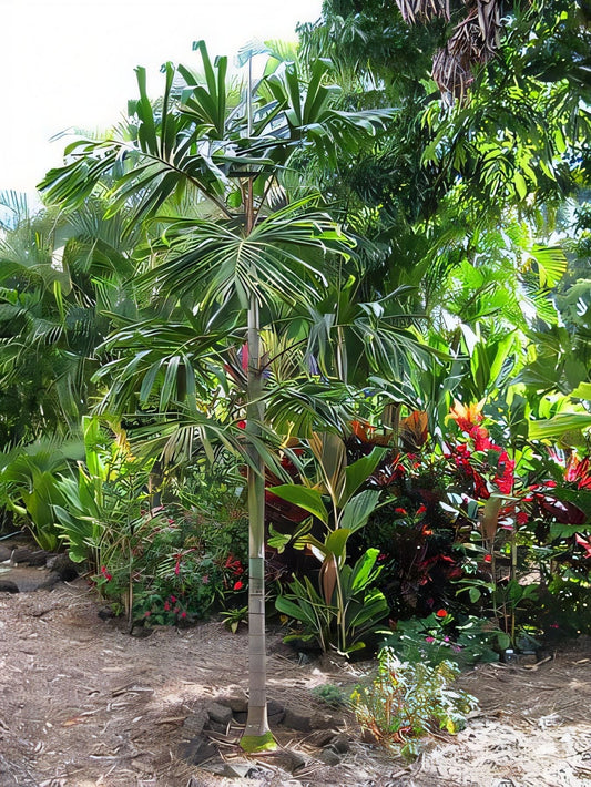 Hydriastele ledermanniana