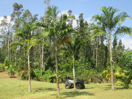 Hydriastele longispatha