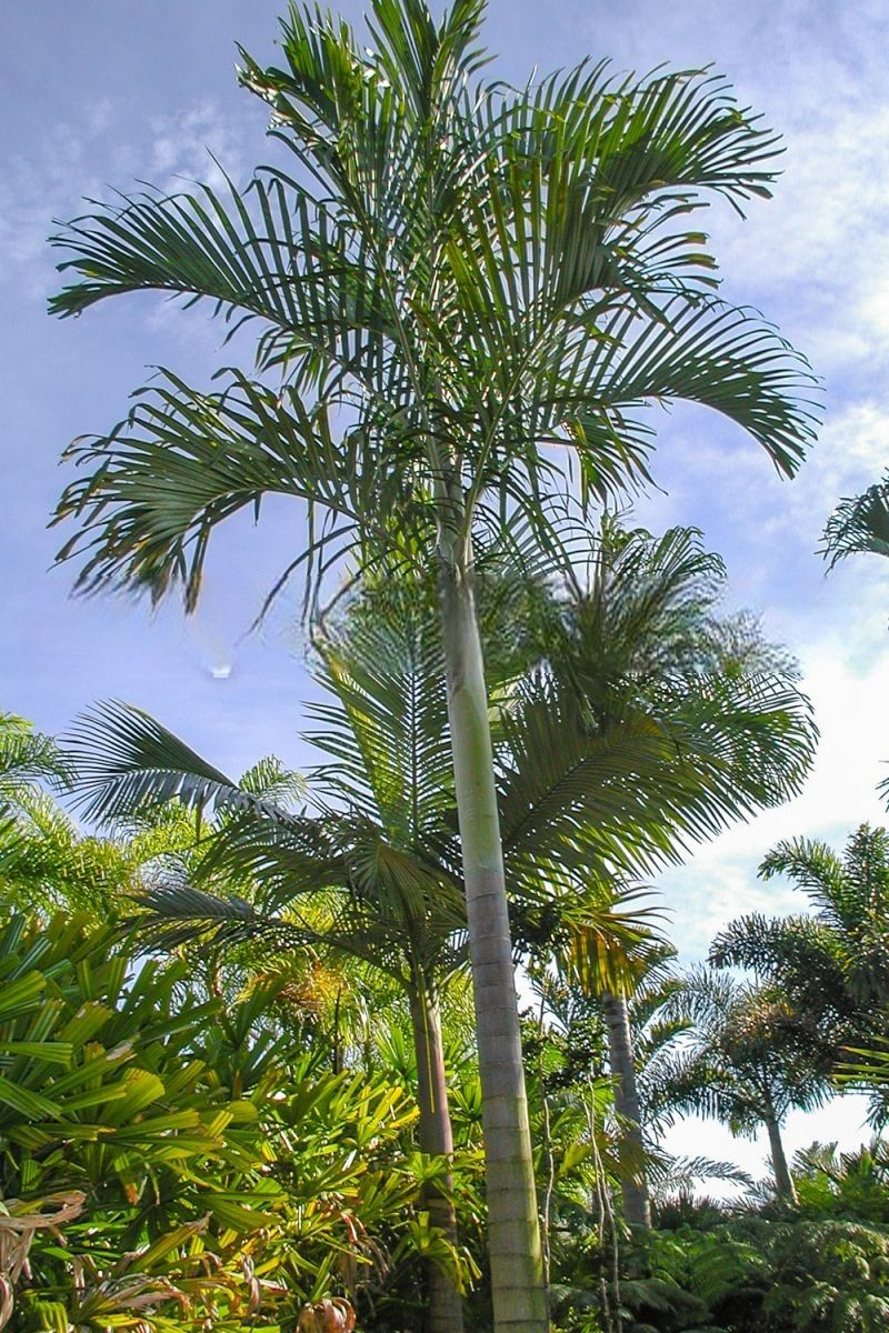Hydriastele macrospadix