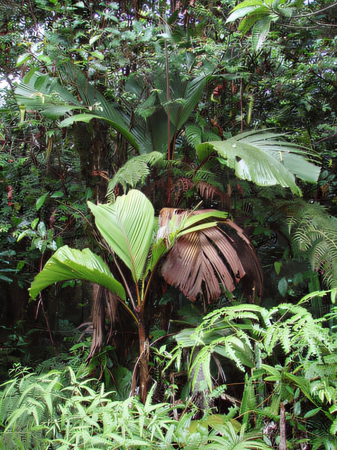 Hydriastele manusii