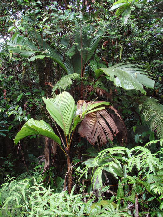 Hydriastele manusii