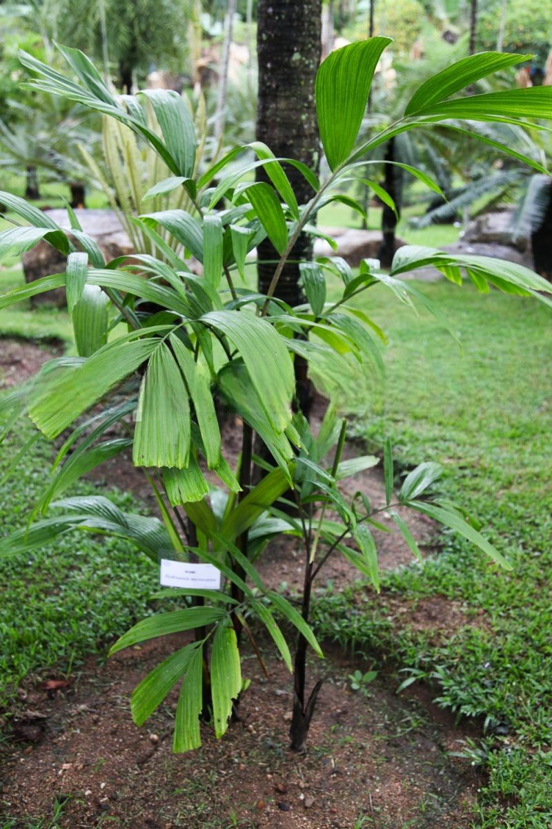 Hydriastele microcarpa