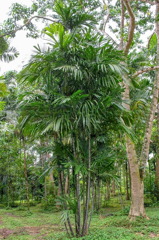 Hydriastele microspadix