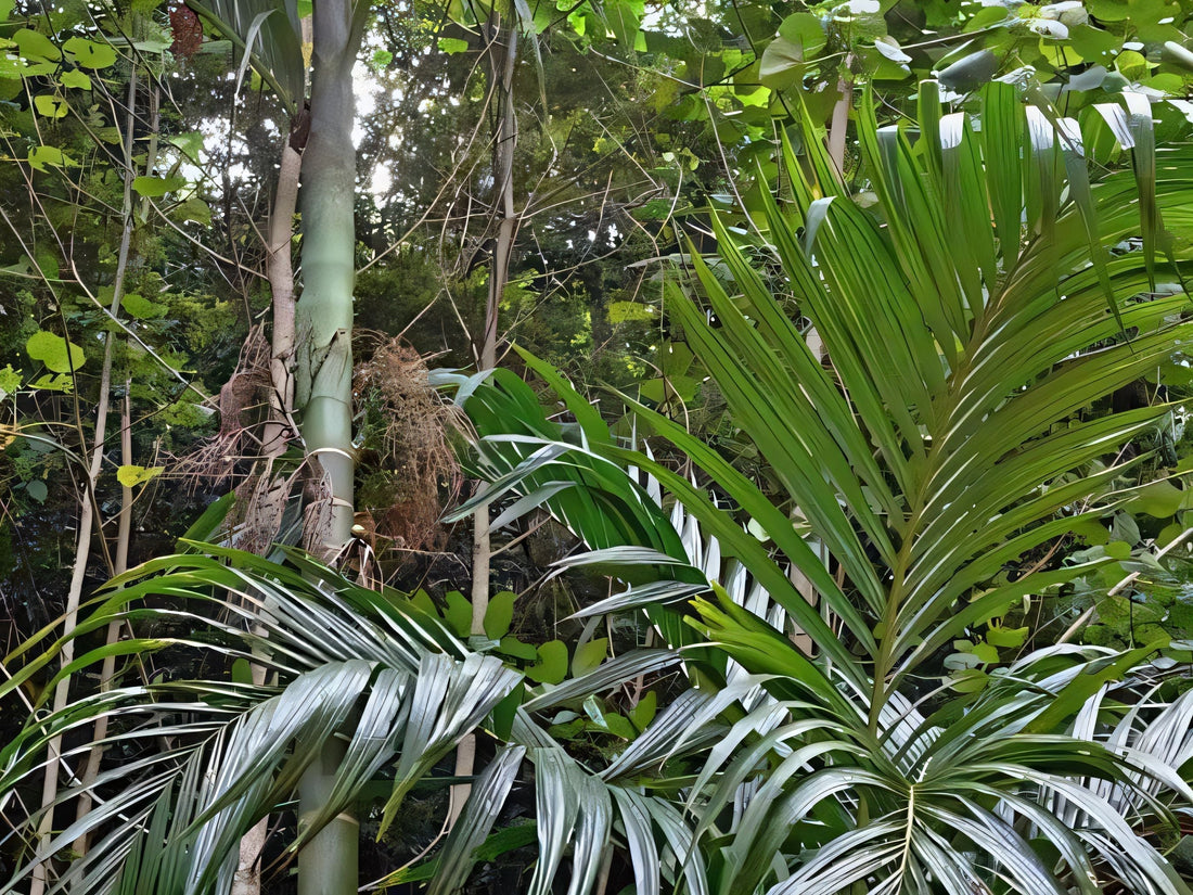 Hydriastele palauensis