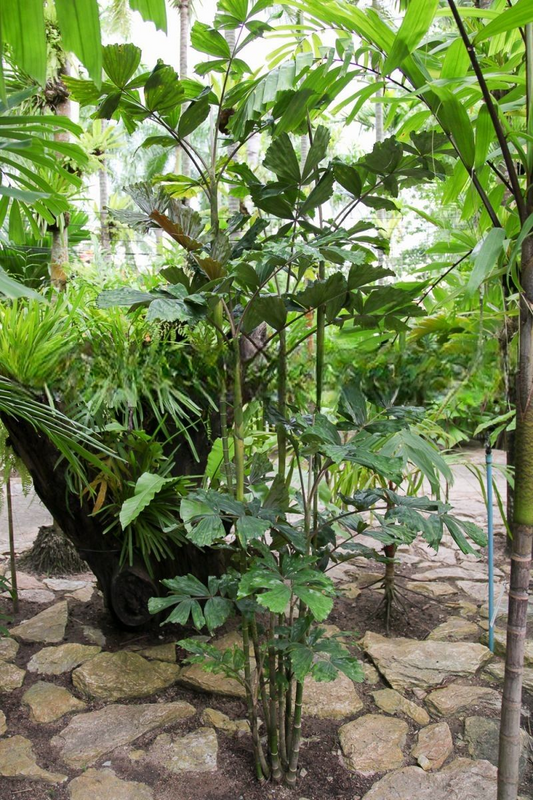 Hydriastele pleurocarpa