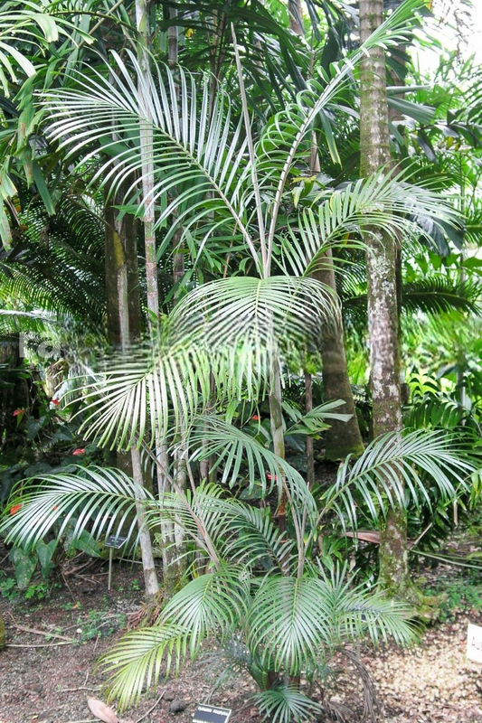 Hydriastele rheophytica