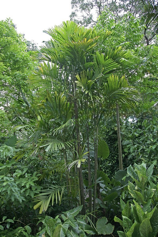 Hydriastele rostrata