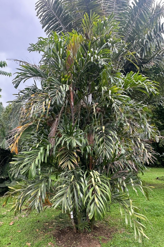 Hydriastele selebica