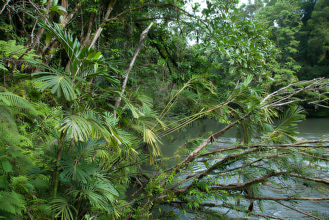 Hydriastele simbiakii