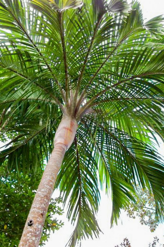 Hydriastele vitiensis