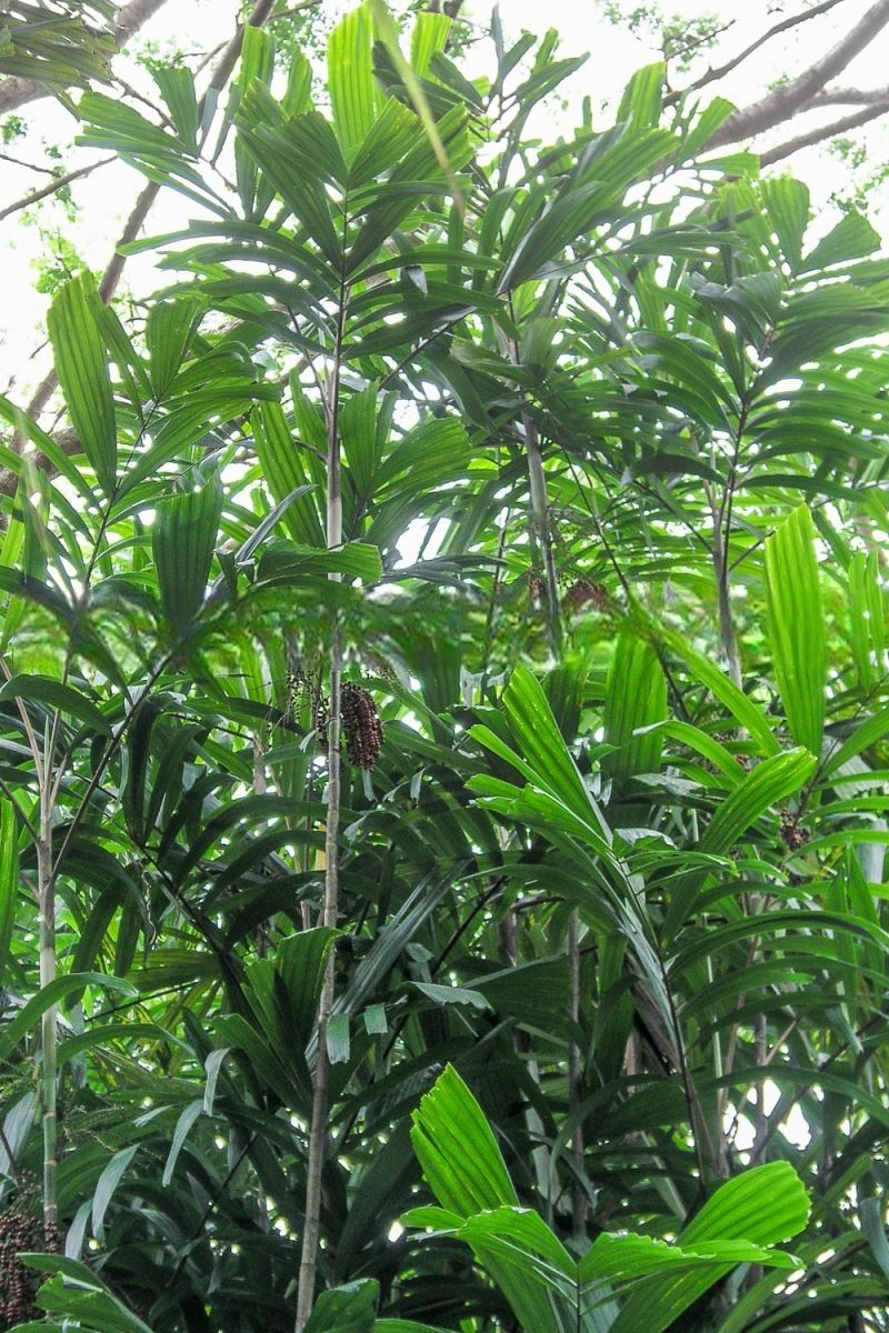 Hydriastele wendlandiana