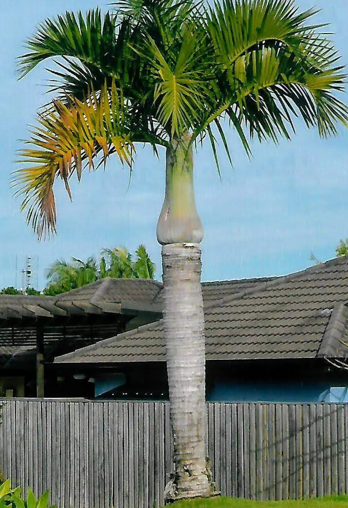 Hyophorbe verschaffeltii Spindle Palm