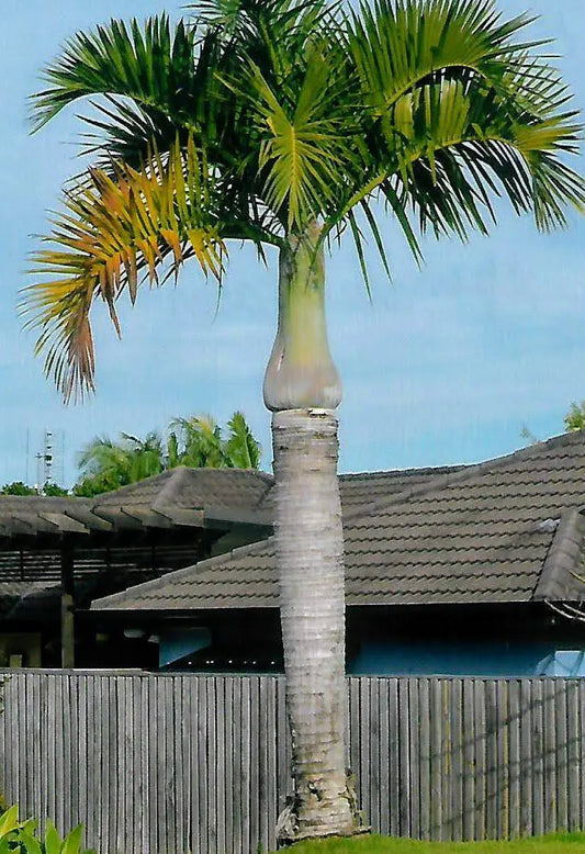 Hyophorbe verschaffeltii Spindle Palm