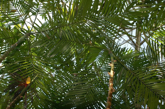 Hyospathe elegans