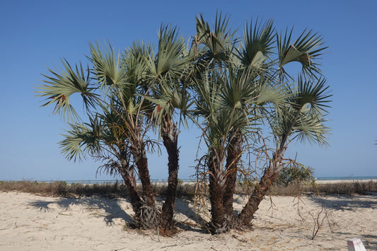 Hyphaene coriacea