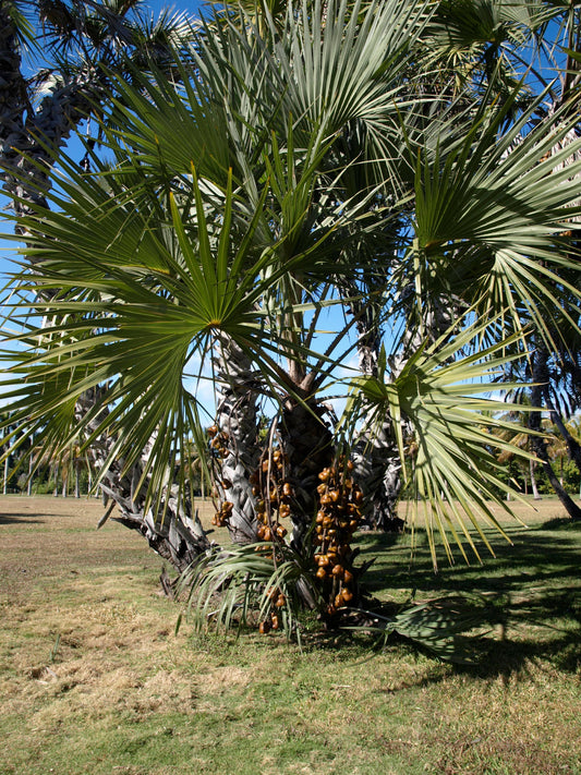 Hyphaene dichotoma