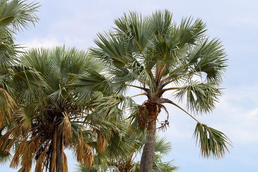 Hyphaene petersiana (Real Fan Palm)