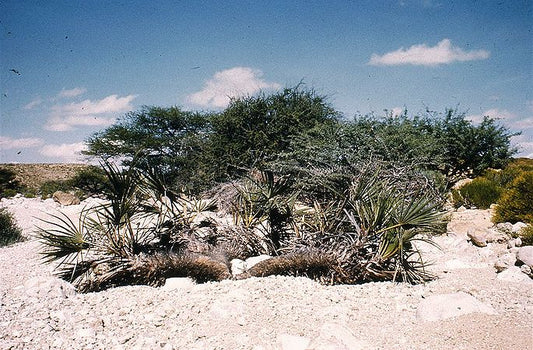 Hyphaene reptans