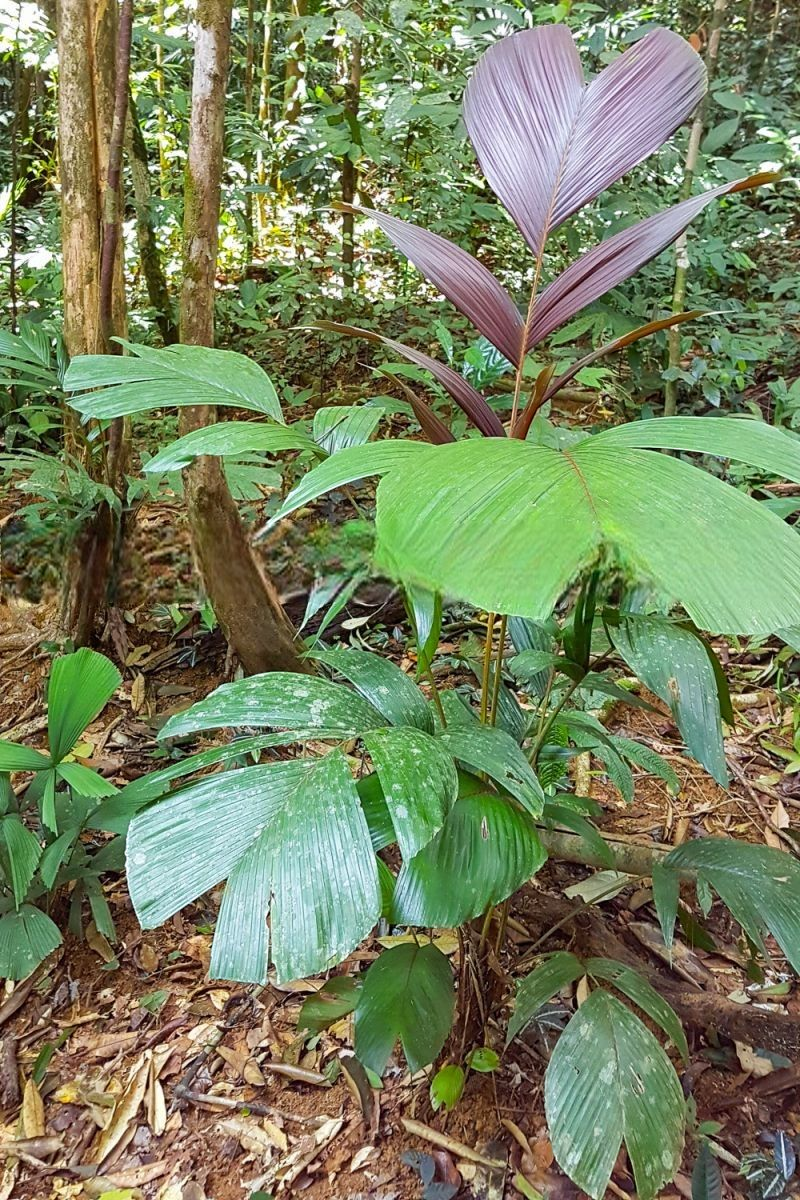 Iguanura asli
