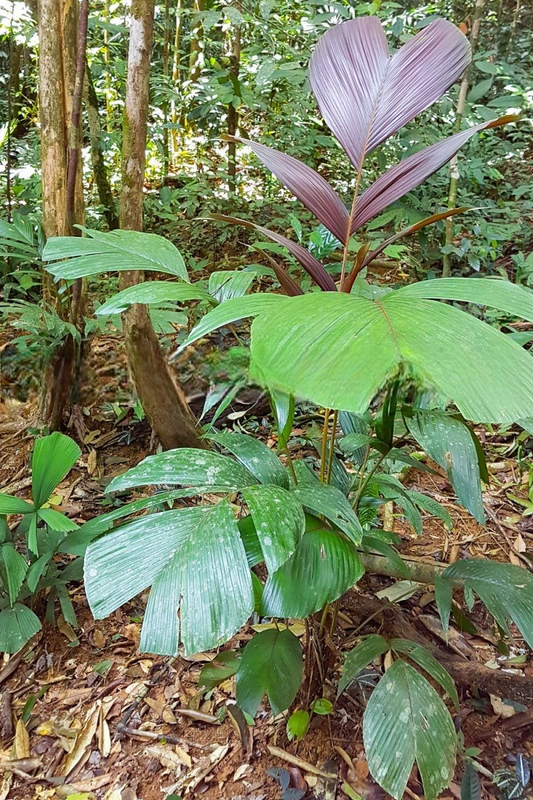 Iguanura asli