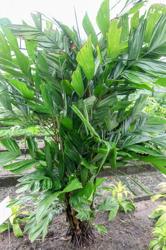 Iguanura bicornis
