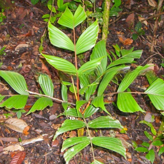 Iguanura borneensis