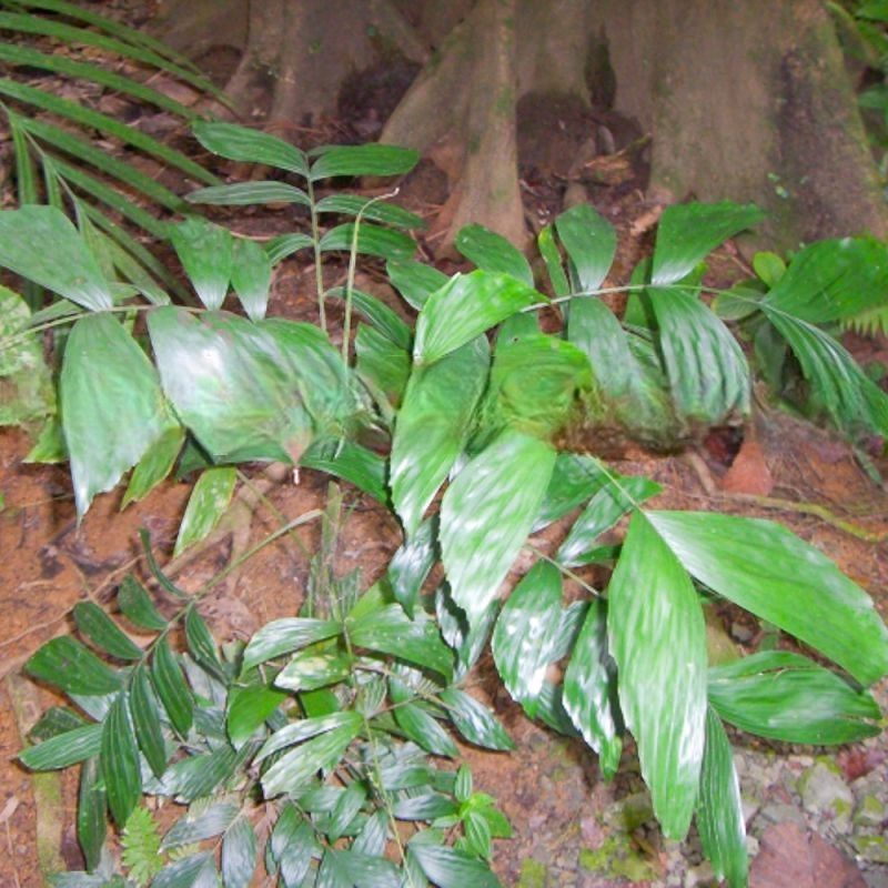 Iguanura curvata