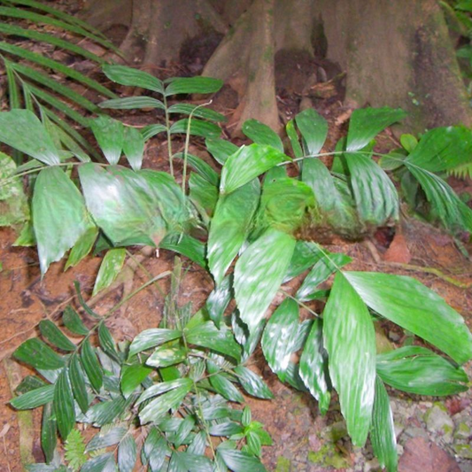 Iguanura curvata