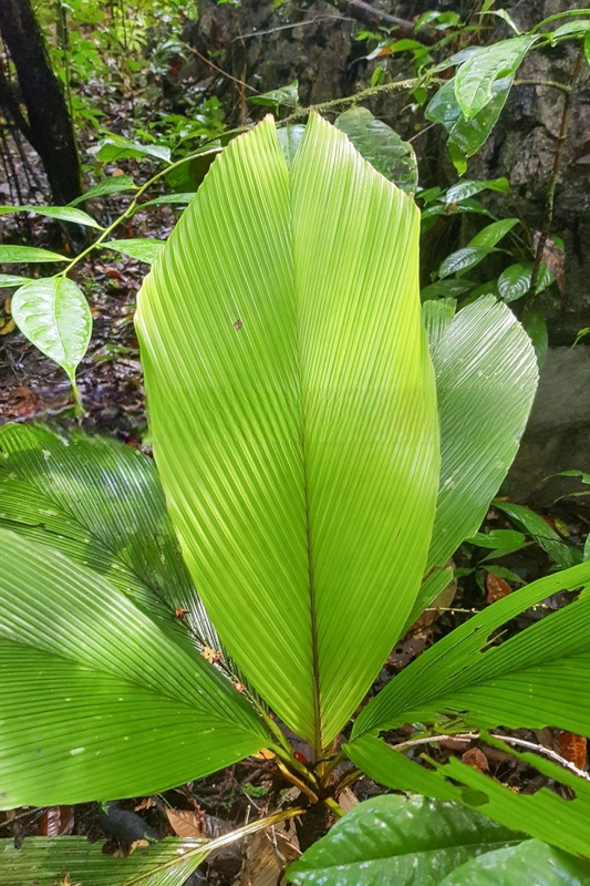 Iguanura elegans