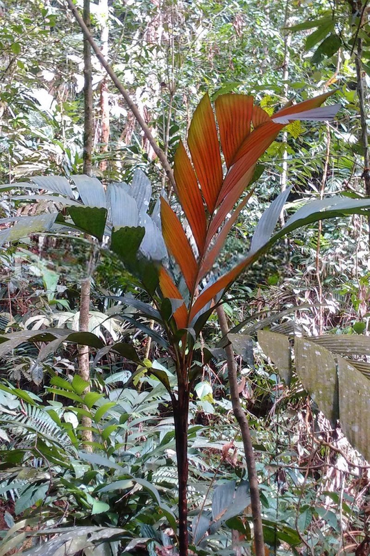 Iguanura geonomiformis