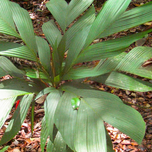 Iguanura melinauensis