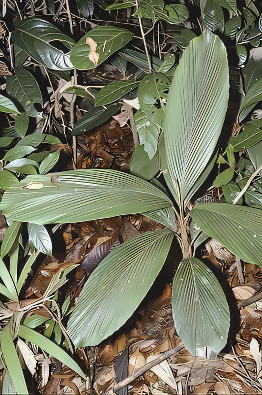 Iguanura minor