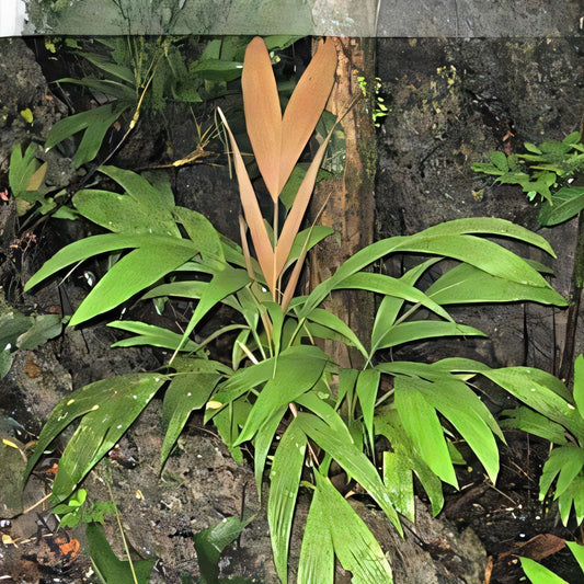 Iguanura myochodoides