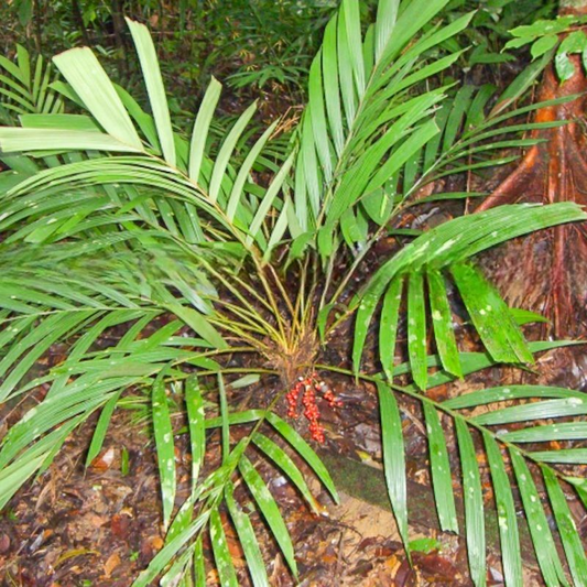 Iguanura palmuncula