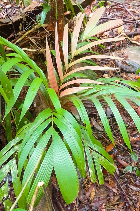 Iguanura palmuncula var. magna