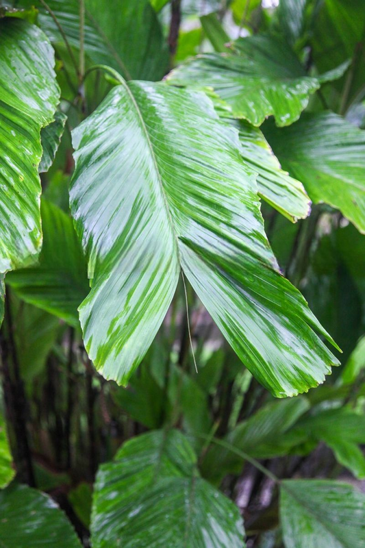 Iguanura polymorpha