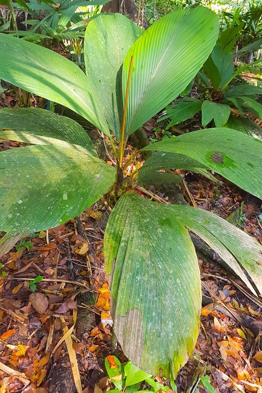 Iguanura sanderiana