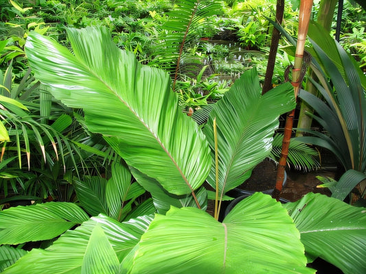 Iguanura speciosa