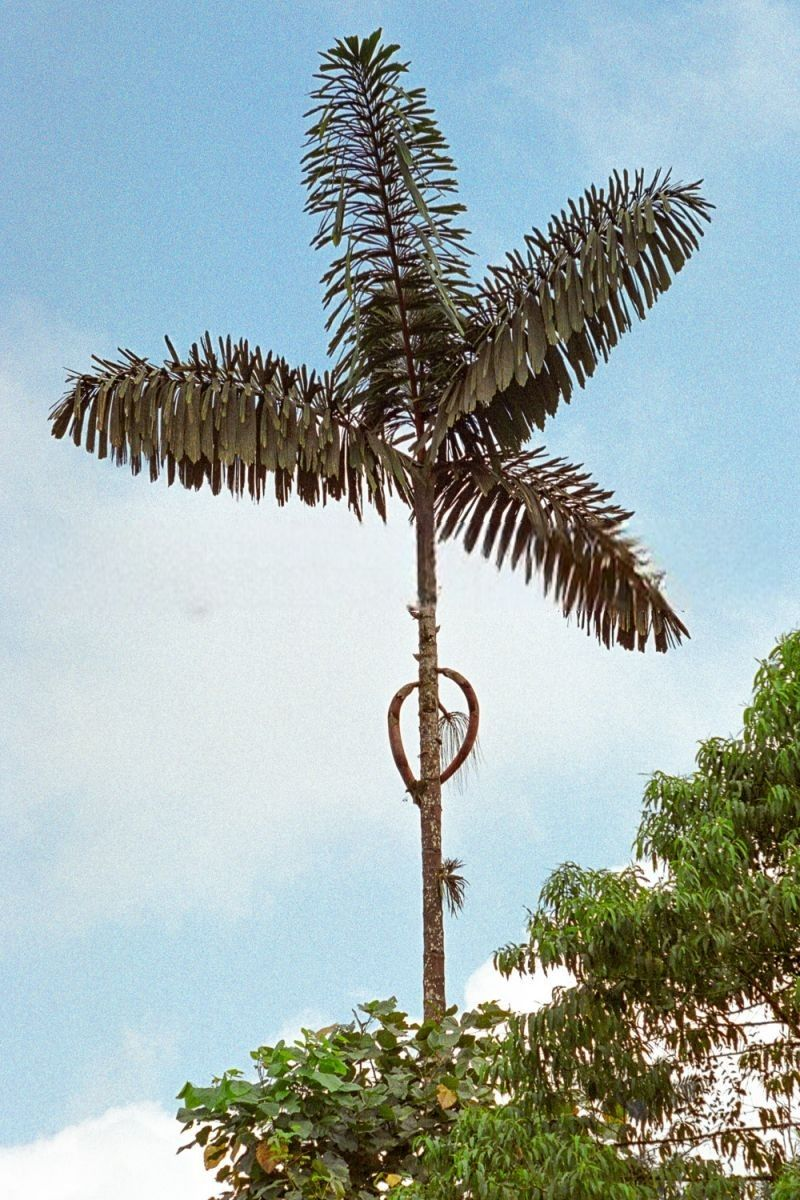 Iriartea deltoidea