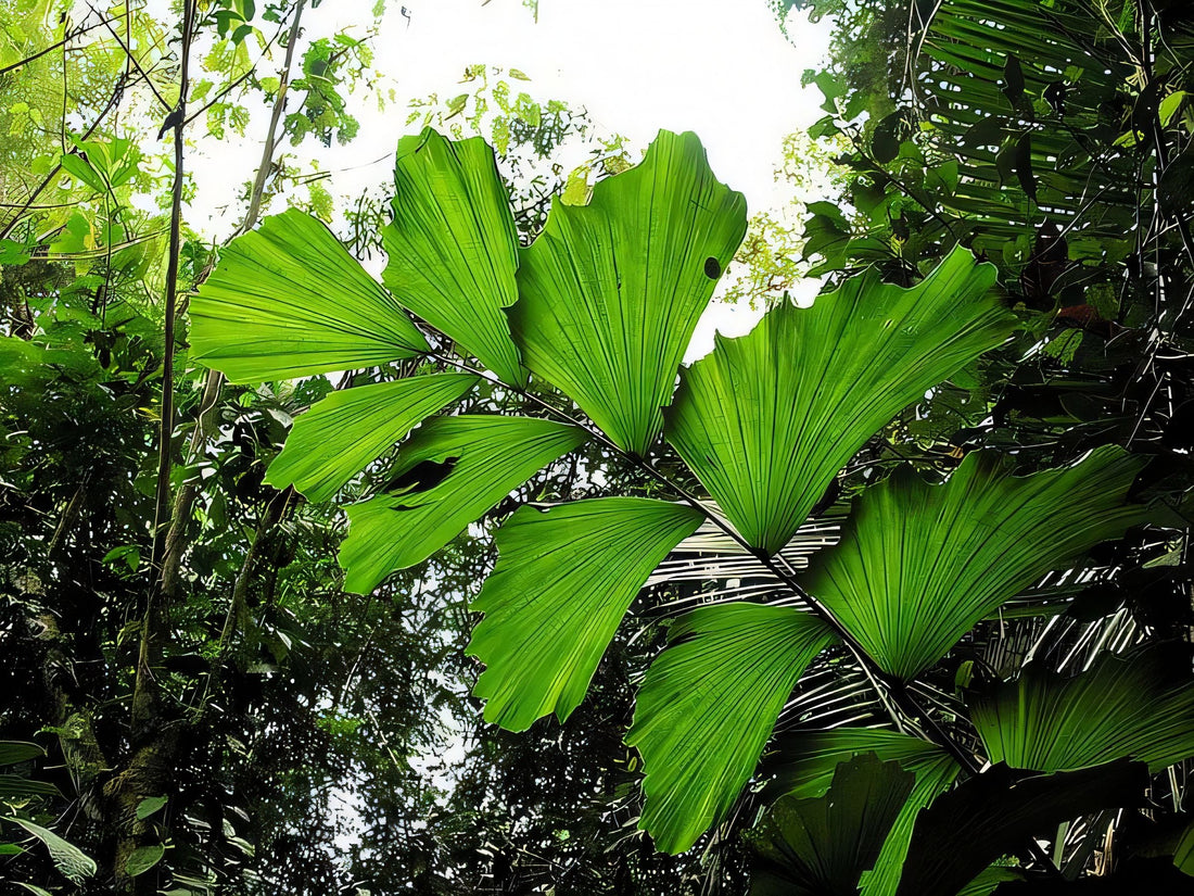 Iriartella stenocarpa