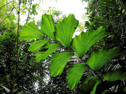 Iriartella stenocarpa