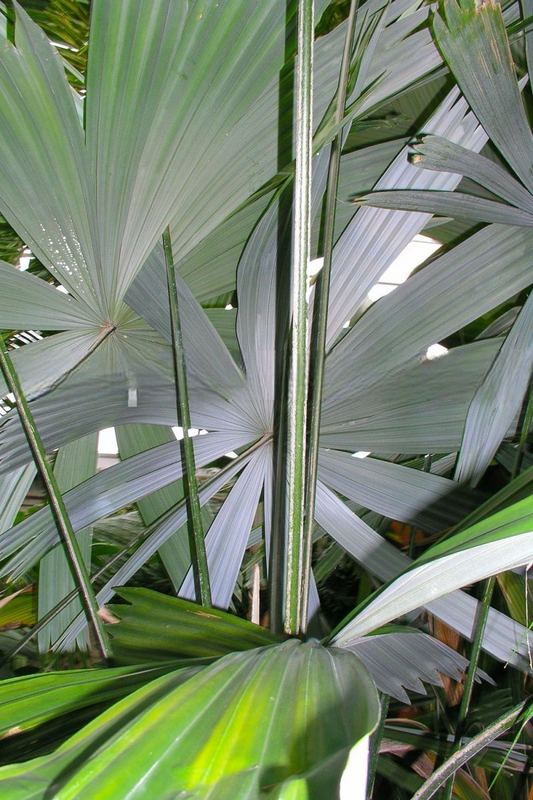 Itaya amicorum