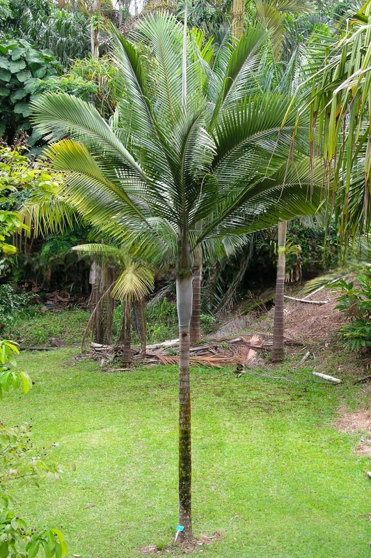 Kentiopsis magnifica