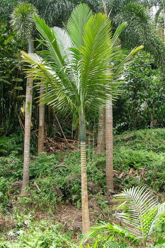 Kentiopsis oliviformis