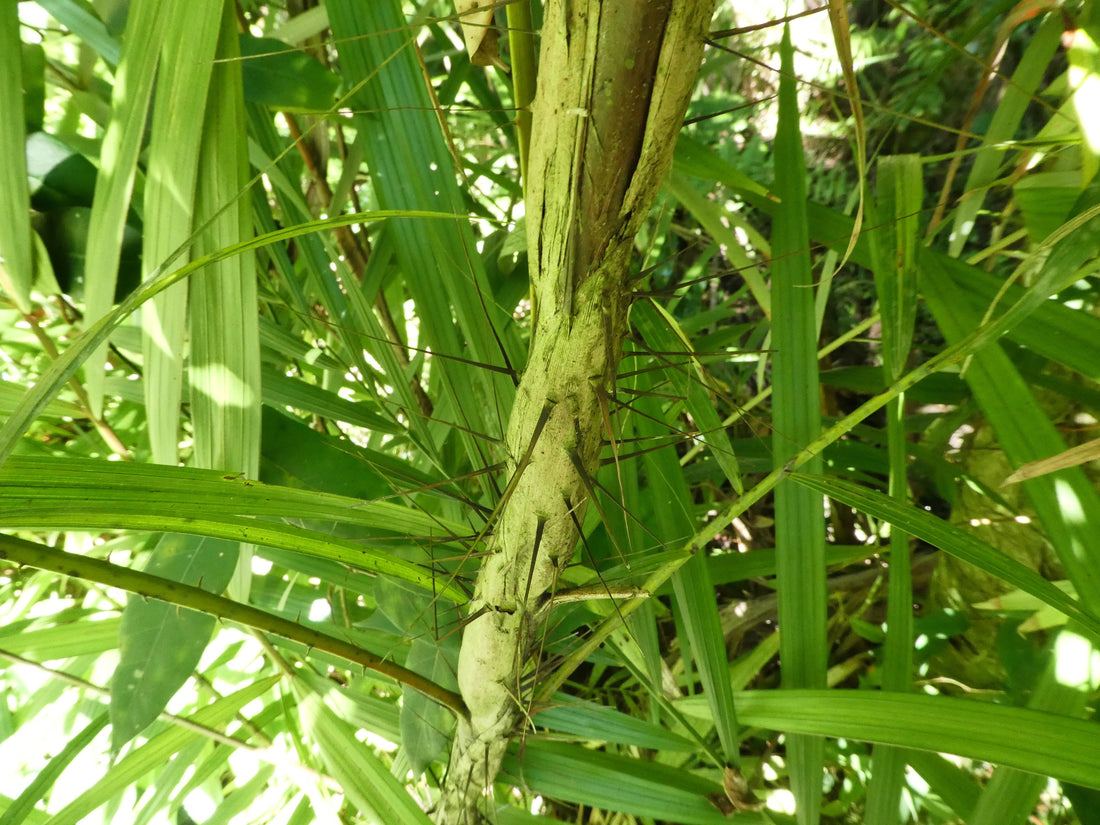 Korthalsia echinometra