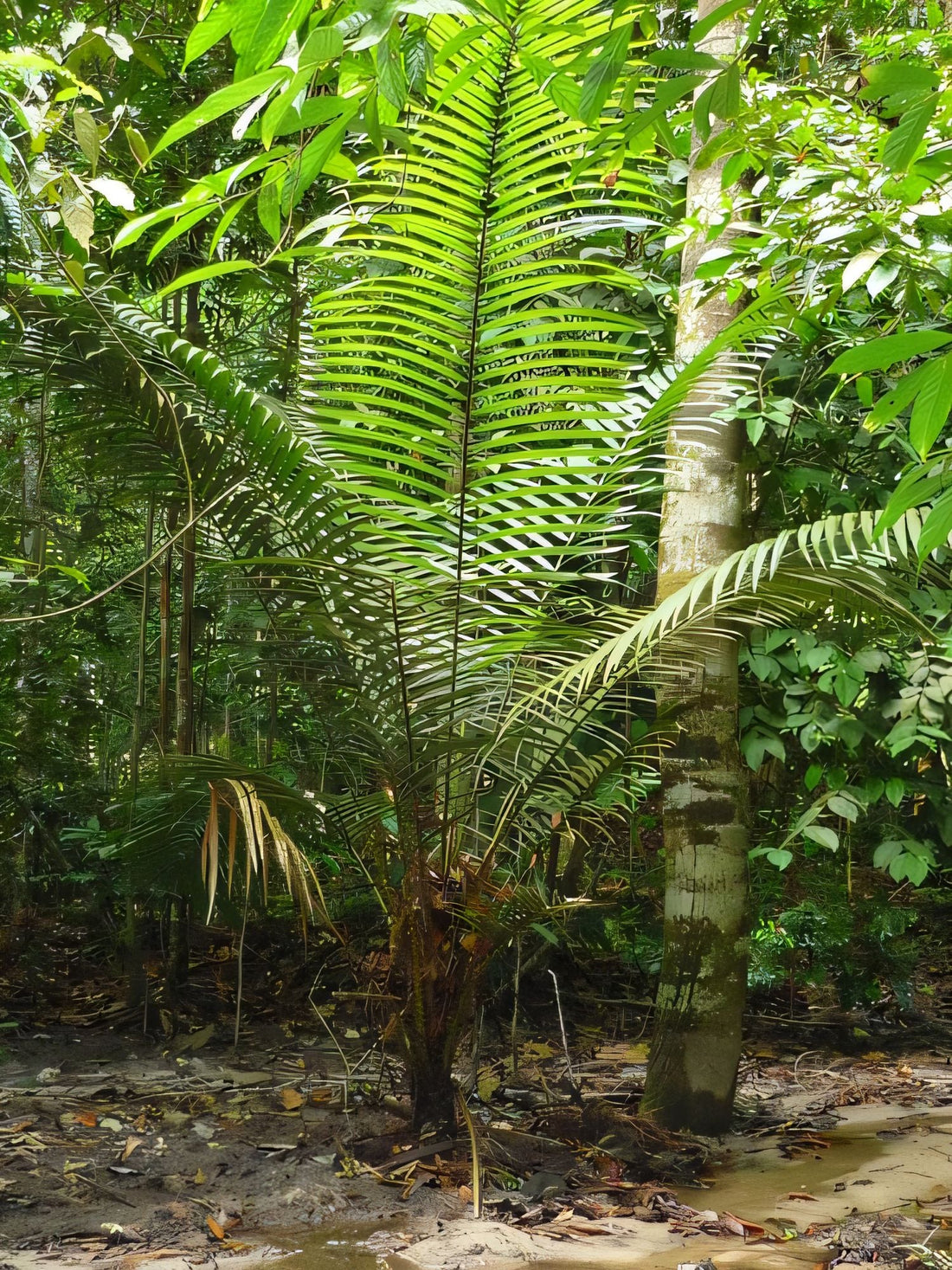 Korthalsia lanceolata