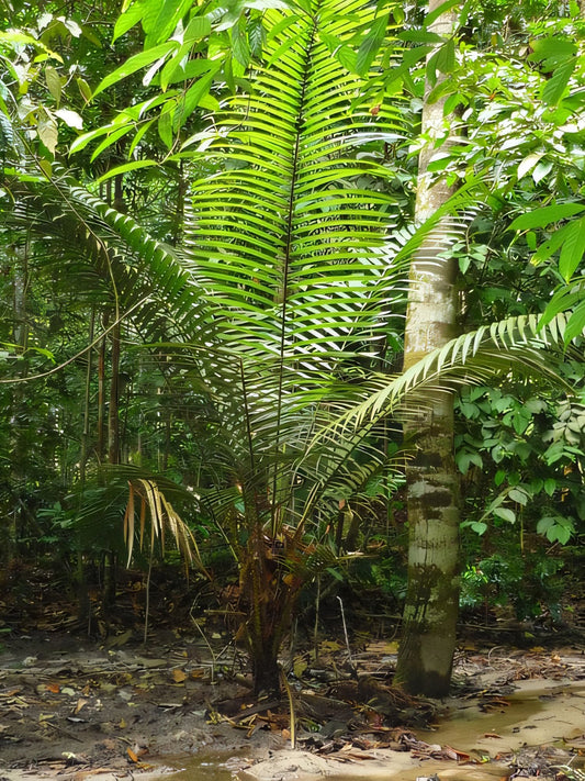 Korthalsia lanceolata