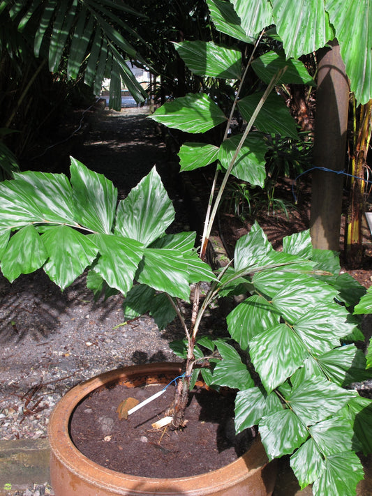 Korthalsia rigida