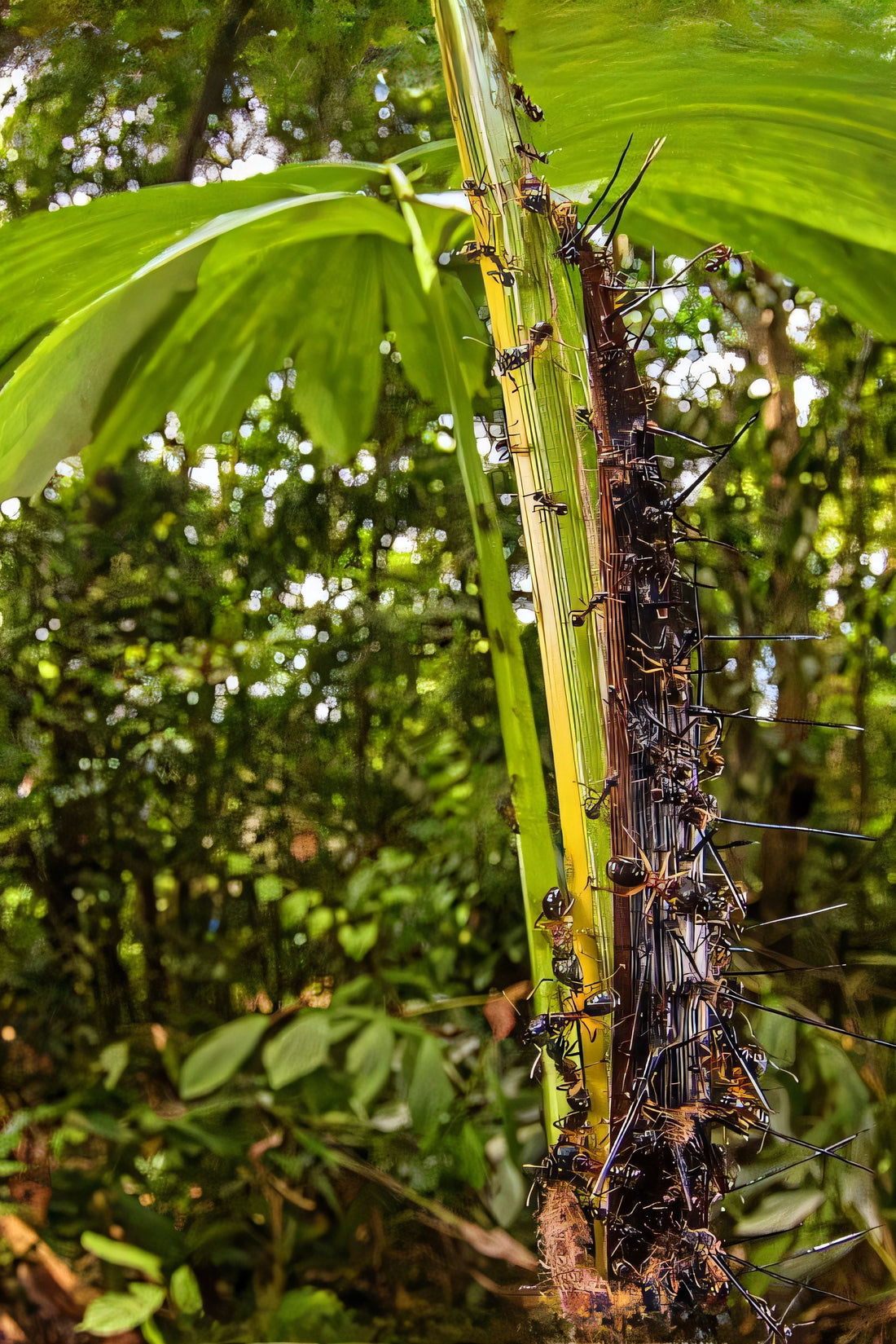 Korthalsia robusta